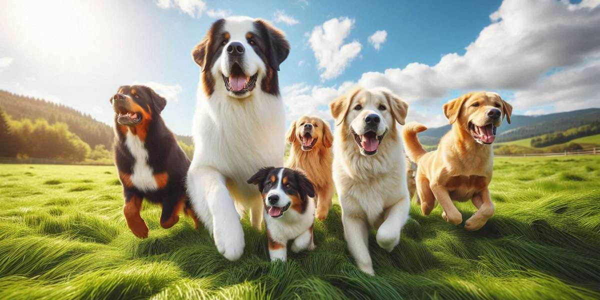 Big Farm Dog Breeds: The Ultimate Guardians and Companions