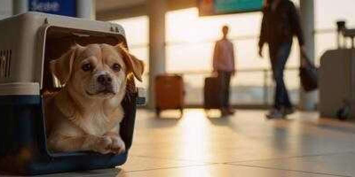Comfort and Style: Choosing the Right Carrying Sling for Dogs