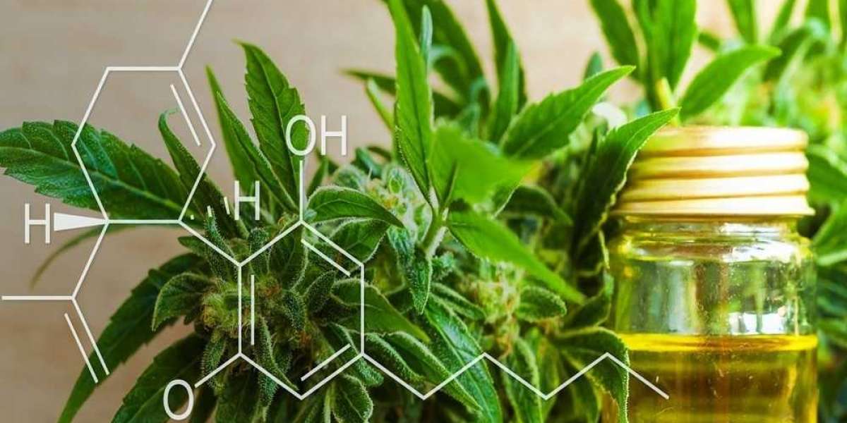 Le CBD Poitiers : Comment nos employés peuvent-ils en bénéficier en toute légalité ?