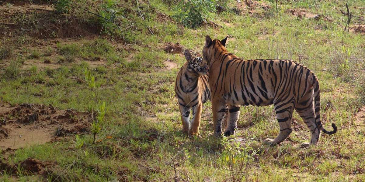 National Park Safari India – Explore Untamed Wilderness