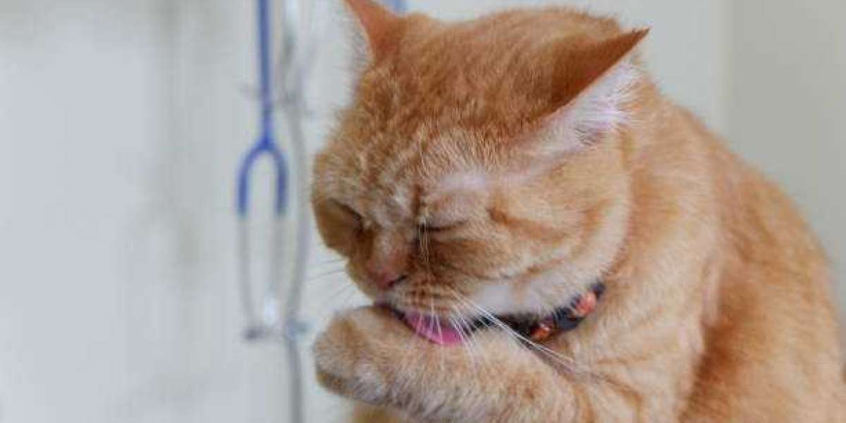 Treatment for Cat Itchy Skin in Ontario