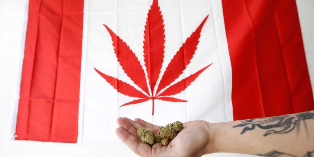 Why Bulk Buddy Is Canada’s Premium Weed Source