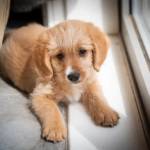 Dogs For Sale
