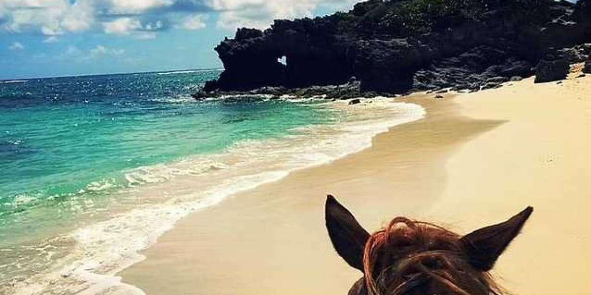 Vivez l’Exclusivité : Excursion en Mer Petit Comité en Martinique