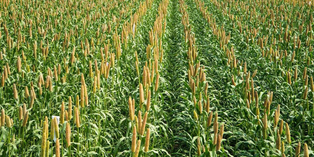 How Pearl Millet Can Transform Nutrition and Farming in Modern Times